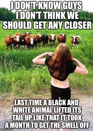 Frightened Cows | I DON'T KNOW GUYS I DON'T THINK WE SHOULD GET ANY CLOSER; LAST TIME A BLACK AND WHITE ANIMAL LIFTED ITS TAIL UP LIKE THAT IT TOOK A MONTH TO GET THE SMELL OFF | image tagged in flashing cows,memes | made w/ Imgflip meme maker