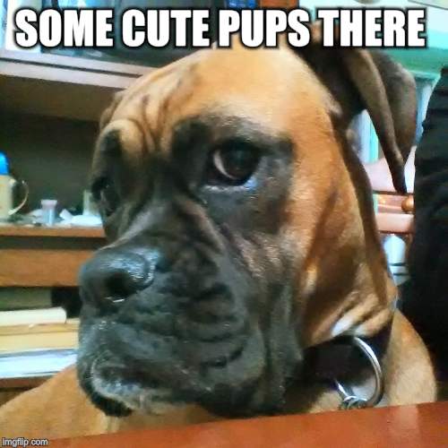 SOME CUTE PUPS THERE | made w/ Imgflip meme maker