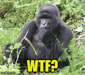 WTF gorilla | WTF? | image tagged in zoo,ohio,kid struggles,dead gorilla,gorilla,cincinnati | made w/ Imgflip meme maker