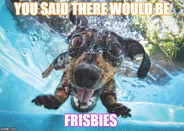 frisbies | YOU SAID THERE WOULD BE; FRISBIES | image tagged in dog,frisbies,funny dog,courage the cowardly dog,memes | made w/ Imgflip meme maker