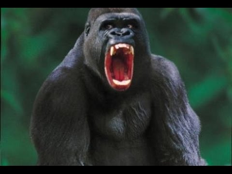 silverback gorilla Blank Meme Template