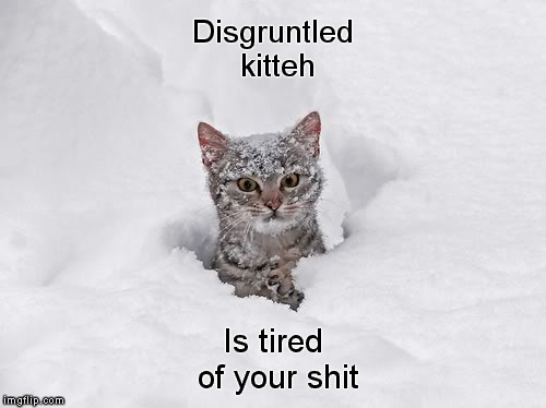 Disgruntlisms | Disgruntled kitteh; Is tired of your shit | image tagged in disgruntled kitteh,memes,funny memes,tired of your shit,cat memes,disgruntled | made w/ Imgflip meme maker