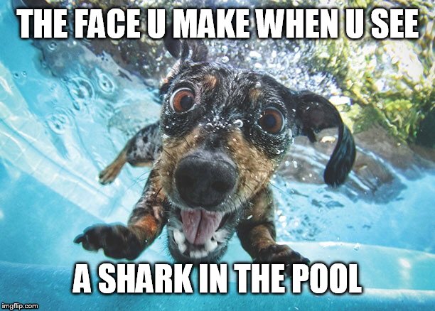 Dog | THE FACE U MAKE WHEN U SEE; A SHARK IN THE POOL | image tagged in dog | made w/ Imgflip meme maker