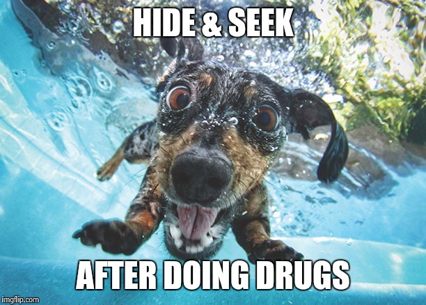 Looking for drugs | HIDE & SEEK; AFTER DOING DRUGS | image tagged in dog,memes,funny | made w/ Imgflip meme maker