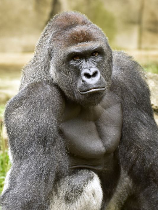 Harambe Blank Meme Template