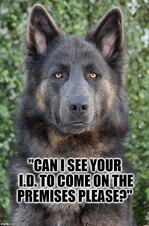 Can I See Your I.D.? | "CAN I SEE YOUR I.D. TO COME ON THE PREMISES PLEASE?" | image tagged in german shepherd,animals,dogs,meme,protection | made w/ Imgflip meme maker