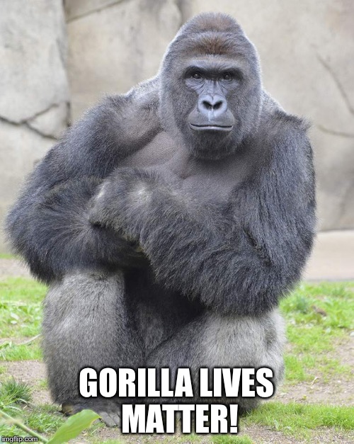 Harambe | GORILLA LIVES MATTER! | image tagged in harambe | made w/ Imgflip meme maker