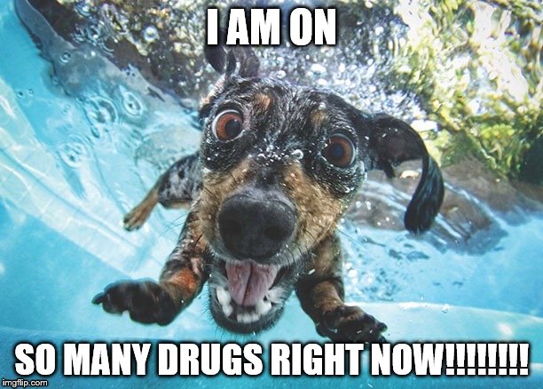 I AM ON; SO MANY DRUGS RIGHT NOW!!!!!!!! | image tagged in funny dog,drugs | made w/ Imgflip meme maker