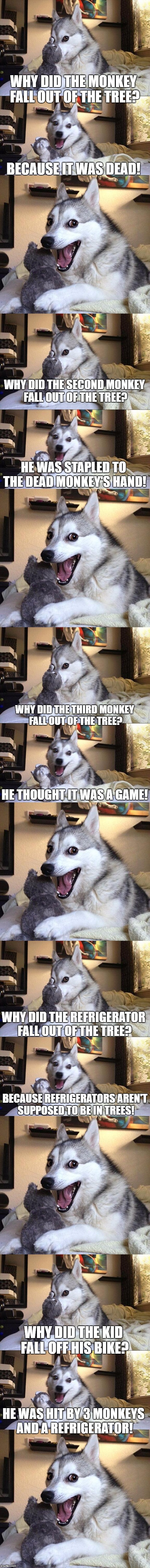 Read all the way through for the full joke | WHY DID THE MONKEY FALL OUT OF THE TREE? BECAUSE IT WAS DEAD! WHY DID THE SECOND MONKEY FALL OUT OF THE TREE? HE WAS STAPLED TO THE DEAD MONKEY'S HAND! WHY DID THE THIRD MONKEY FALL OUT OF THE TREE? HE THOUGHT IT WAS A GAME! WHY DID THE REFRIGERATOR FALL OUT OF THE TREE? BECAUSE REFRIGERATORS AREN'T SUPPOSED TO BE IN TREES! WHY DID THE KID FALL OFF HIS BIKE? HE WAS HIT BY 3 MONKEYS AND A REFRIGERATOR! | image tagged in bad pun dog | made w/ Imgflip meme maker