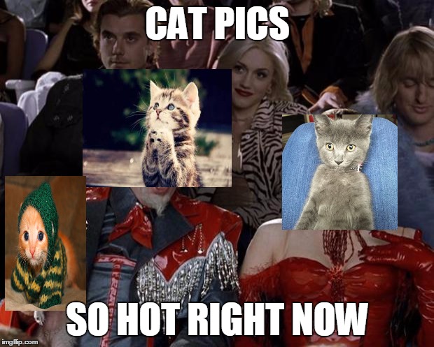 Mugatu So Hot Right Now Meme | CAT PICS SO HOT RIGHT NOW | image tagged in memes,mugatu so hot right now | made w/ Imgflip meme maker