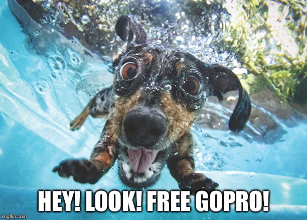 Dog | HEY! LOOK! FREE GOPRO! | image tagged in dog | made w/ Imgflip meme maker