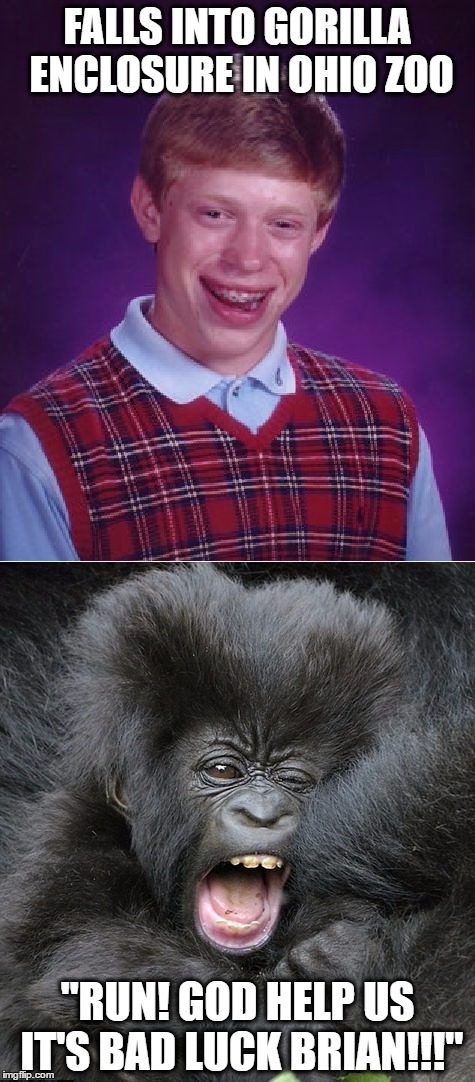 BLB | FALLS INTO GORILLA ENCLOSURE IN OHIO ZOO; "RUN! GOD HELP US IT'S BAD LUCK BRIAN!!!" | image tagged in blb | made w/ Imgflip meme maker