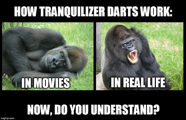 That Gorilla Should've Been Tranquilized, They Said | HOW TRANQUILIZER DARTS WORK:; IN REAL LIFE; IN MOVIES; NOW, DO YOU UNDERSTAND? | image tagged in gorilla,angry gorilla,tranquilizer dart | made w/ Imgflip meme maker