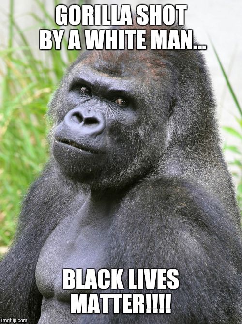 Hot Gorilla  | GORILLA SHOT BY A WHITE MAN... BLACK LIVES MATTER!!!! | image tagged in hot gorilla | made w/ Imgflip meme maker