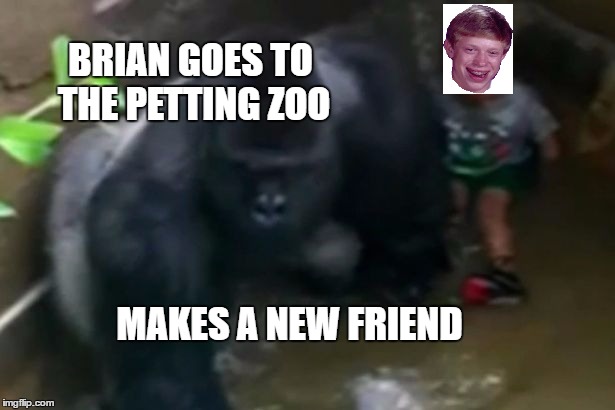 Petting zoo | BRIAN GOES TO THE PETTING ZOO; MAKES A NEW FRIEND | image tagged in bad luck brian,gorilla | made w/ Imgflip meme maker