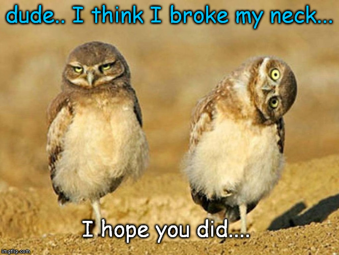 2 Owls  | dude.. I think I broke my neck... I hope you did.... | image tagged in owls | made w/ Imgflip meme maker