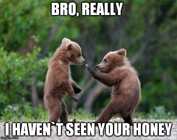 Bro Bears | BRO, REALLY; I HAVEN`T SEEN YOUR HONEY | image tagged in self defence bear | made w/ Imgflip meme maker