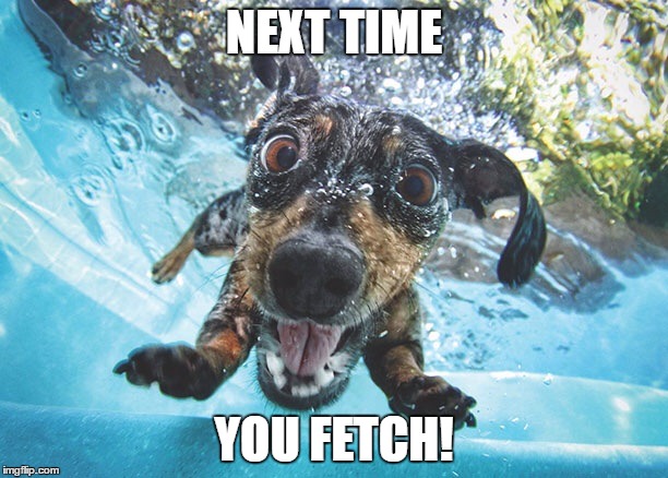 Dog | NEXT TIME; YOU FETCH! | image tagged in dog | made w/ Imgflip meme maker