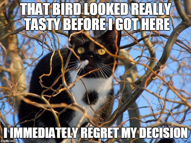 cat on tree | THAT BIRD LOOKED REALLY TASTY BEFORE I GOT HERE; I IMMEDIATELY REGRET MY DECISION | image tagged in cat on tree,cats,funny cats | made w/ Imgflip meme maker