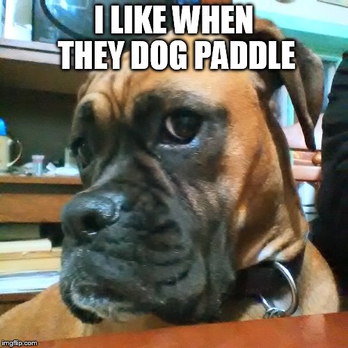 I LIKE WHEN THEY DOG PADDLE | made w/ Imgflip meme maker