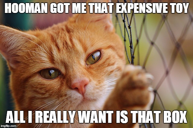 HOOMAN GOT ME THAT EXPENSIVE TOY; ALL I REALLY WANT IS THAT BOX | image tagged in cats,cat,funny cat memes,cat meme,cat memes | made w/ Imgflip meme maker