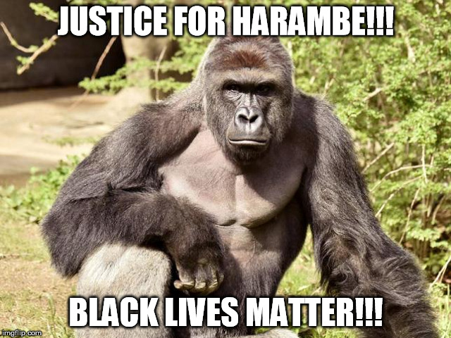 Justice for Harambe | JUSTICE FOR HARAMBE!!! BLACK LIVES MATTER!!! | image tagged in black lives matter,harambe | made w/ Imgflip meme maker