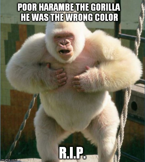 white gorilla | POOR HARAMBE THE GORILLA HE WAS THE WRONG COLOR; R.I.P. | image tagged in white gorilla | made w/ Imgflip meme maker