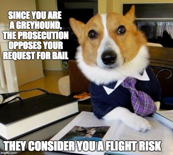 Lawyer dog | SINCE YOU ARE A GREYHOUND, THE PROSECUTION OPPOSES YOUR REQUEST FOR BAIL; THEY CONSIDER YOU A FLIGHT RISK | image tagged in lawyer dog | made w/ Imgflip meme maker