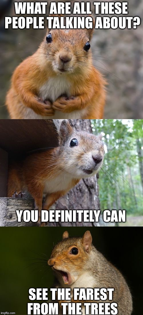  bad pun squirrel | WHAT ARE ALL THESE PEOPLE TALKING ABOUT? YOU DEFINITELY CAN; SEE THE FAREST FROM THE TREES | image tagged in bad pun squirrel | made w/ Imgflip meme maker