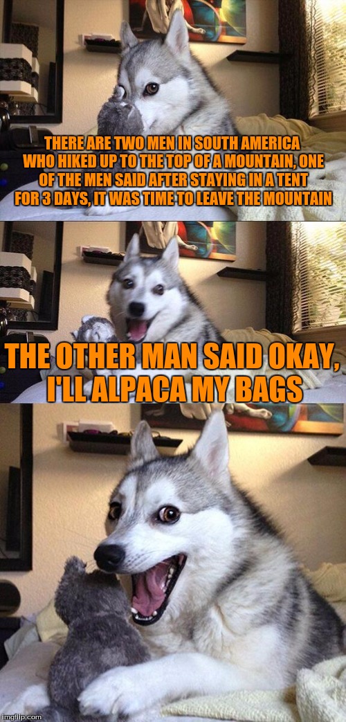 Bad Pun Dog | THERE ARE TWO MEN IN SOUTH AMERICA WHO HIKED UP TO THE TOP OF A MOUNTAIN, ONE OF THE MEN SAID AFTER STAYING IN A TENT FOR 3 DAYS, IT WAS TIME TO LEAVE THE MOUNTAIN; THE OTHER MAN SAID OKAY, I'LL ALPACA MY BAGS | image tagged in memes,bad pun dog | made w/ Imgflip meme maker