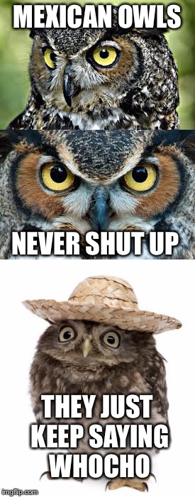 Wait Til Donald Trump Finds Out..... | MEXICAN OWLS; NEVER SHUT UP; THEY JUST KEEP SAYING WHOCHO | image tagged in bad pun owl,memes,funny,spanish,mexicans,animals | made w/ Imgflip meme maker