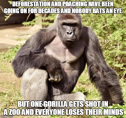 DEFORESTATION AND POACHING HAVE BEEN GOING ON FOR DECADES AND NOBODY BATS AN EYE. BUT ONE GORILLA GETS SHOT IN A ZOO AND EVERYONE LOSES THEIR MINDS | image tagged in gorilla,harambe | made w/ Imgflip meme maker