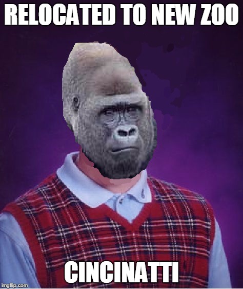 Bad Luck Gorilla | RELOCATED TO NEW ZOO CINCINATTI | image tagged in zoo,cincinnati,gorilla,bad luck gorilla,relocate | made w/ Imgflip meme maker
