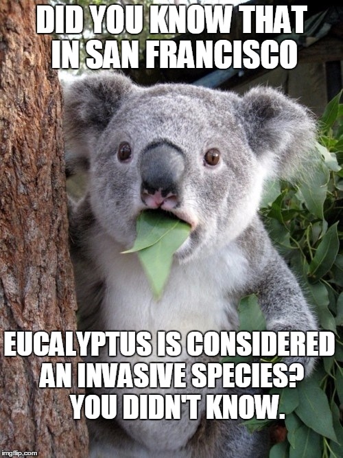 I'M SORRY, YOU DIDN'T KNOW | DID YOU KNOW THAT IN SAN FRANCISCO; EUCALYPTUS IS CONSIDERED AN INVASIVE SPECIES?     YOU DIDN'T KNOW. | image tagged in memes,surprised coala,san francisco,environment,trivia crack | made w/ Imgflip meme maker