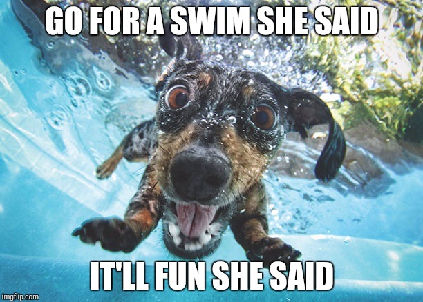 Dog | GO FOR A SWIM SHE SAID; IT'LL FUN SHE SAID | image tagged in dog | made w/ Imgflip meme maker