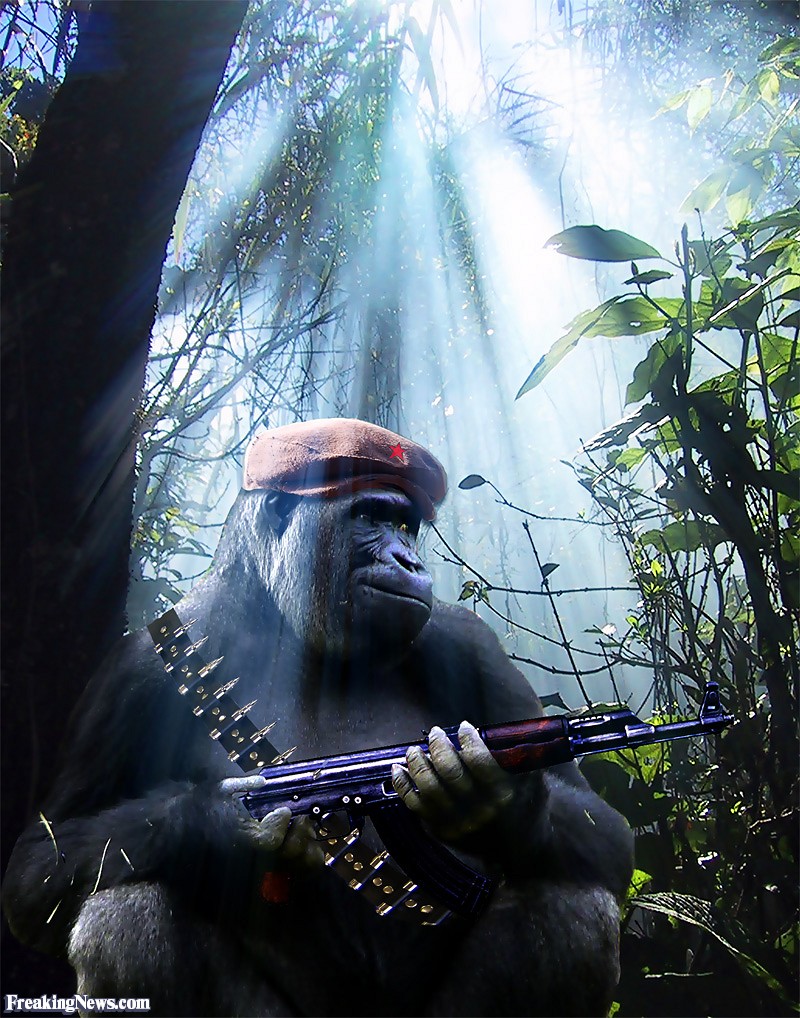 gorilla with a gun Blank Meme Template
