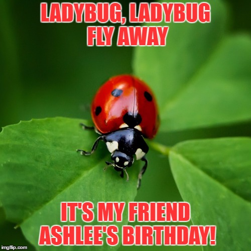 Ladybug | LADYBUG, LADYBUG FLY AWAY; IT'S MY FRIEND ASHLEE'S BIRTHDAY! | image tagged in ladybug | made w/ Imgflip meme maker