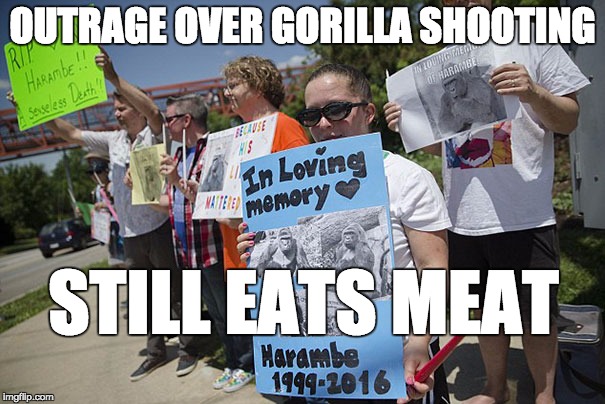 Harambe | OUTRAGE OVER GORILLA SHOOTING; STILL EATS MEAT | image tagged in harambe | made w/ Imgflip meme maker