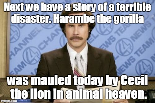 And the hits keep coming | Next we have a story of a terrible disaster. Harambe the gorilla; was mauled today by Cecil the lion in animal heaven. | image tagged in memes,ron burgundy,funny meme | made w/ Imgflip meme maker