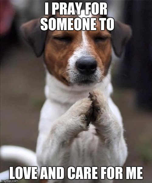 pet prayer |  I PRAY FOR SOMEONE TO; LOVE AND CARE FOR ME | image tagged in pet prayer | made w/ Imgflip meme maker