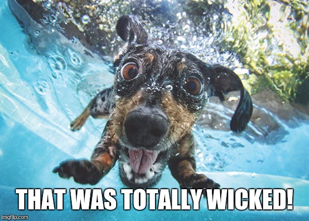 Dog | THAT WAS TOTALLY WICKED! | image tagged in dog | made w/ Imgflip meme maker