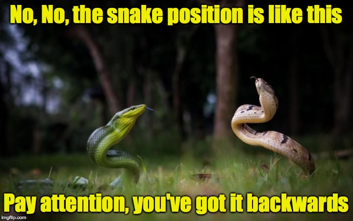 Reptilian Yoga. It's not for the faint of heart | No, No, the snake position is like this; Pay attention, you've got it backwards | image tagged in snake,yoga | made w/ Imgflip meme maker