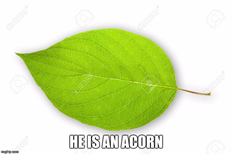 Leafy | HE IS AN ACORN | image tagged in leafy | made w/ Imgflip meme maker