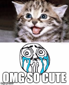 cute kitten meets crying because of cute guy! | OMG SO CUTE | image tagged in memes,cute cats | made w/ Imgflip meme maker