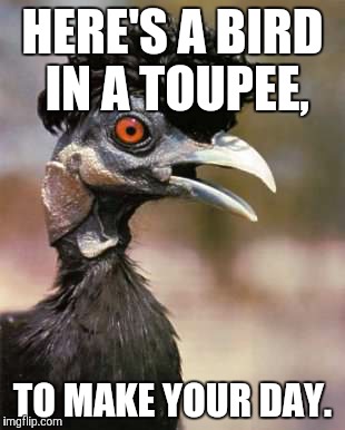 elvis bird | HERE'S A BIRD IN A TOUPEE, TO MAKE YOUR DAY. | image tagged in elvis bird | made w/ Imgflip meme maker