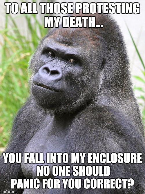 Hot Gorilla  | TO ALL THOSE PROTESTING MY DEATH... YOU FALL INTO MY ENCLOSURE NO ONE SHOULD PANIC FOR YOU CORRECT? | image tagged in hot gorilla | made w/ Imgflip meme maker