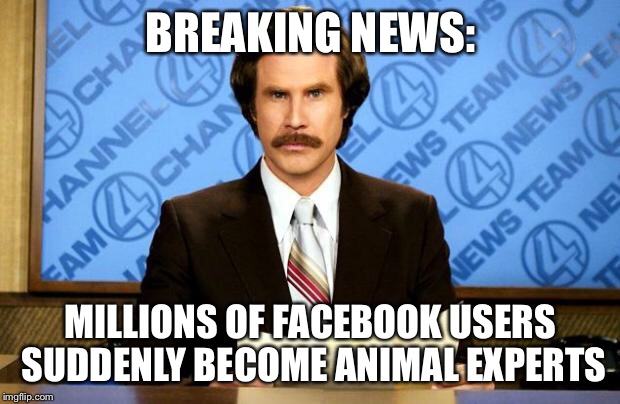 BREAKING NEWS | BREAKING NEWS:; MILLIONS OF FACEBOOK USERS SUDDENLY BECOME ANIMAL EXPERTS | image tagged in breaking news | made w/ Imgflip meme maker