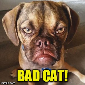 BAD CAT! | made w/ Imgflip meme maker