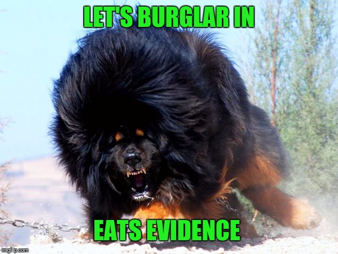 Fluffy wuffy | LET'S BURGLAR IN EATS EVIDENCE | image tagged in fluffy wuffy | made w/ Imgflip meme maker