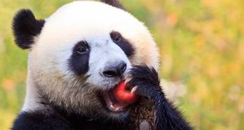 Panda with apple Blank Meme Template